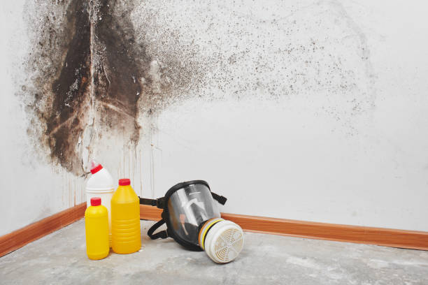 Best Mold Testing  in Lavon, TX