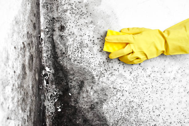 Best Mold Damage Repair  in Lavon, TX