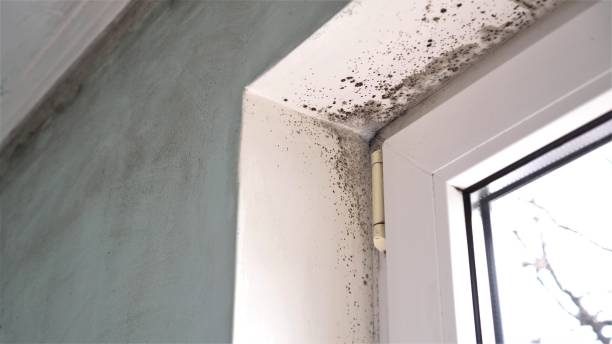 Best Mold Testing  in Lavon, TX