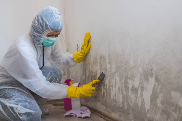 Best Emergency Mold Removal  in Lavon, TX