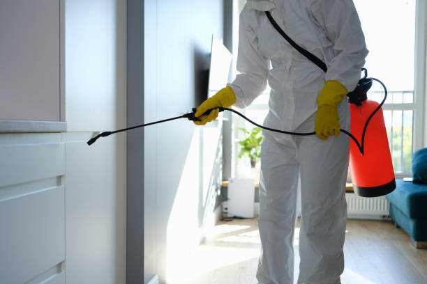 Mold Removal Process in Lavon, TX