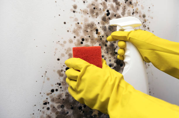 Best Certified Mold Removal  in Lavon, TX