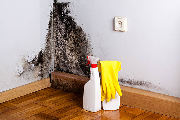 Best Home Mold Removal  in Lavon, TX