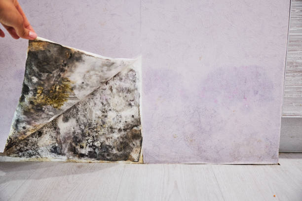 Reliable Lavon, TX Mold Removal Solutions
